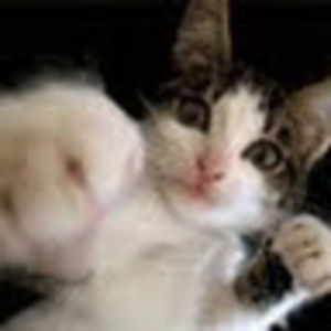 Meet your Posher, NYC